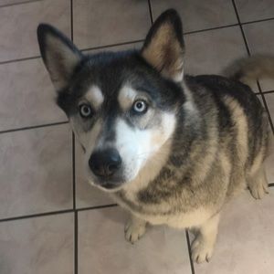 Meet your Posher, Jr.